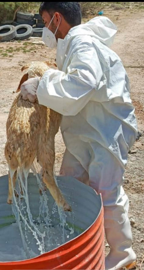 احتواء بؤرة اصابة بالحمى النزفية شمالي البصرة 
