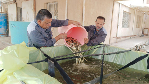 زراعة البصرة تطلق ٢٥٠٠٠ الف اصبعية من اسماك الكارب
