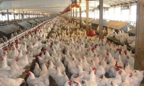 زراعة البصرة تعلن عن تسويق اكثر من ٨٠٠ الف دجاجة خ
