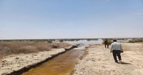 زراعة البصرة تناشد بإطلاق حصة مائية مناسبة لإنعاش هور الحويز