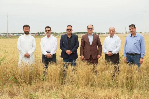 زراعة البصرة تعلن عن انطلاق عمليات حصاد محصول الحنطة