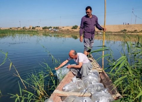 وزارة الزراعة تطلق ما يقارب من 6 ملايين إصبعية كارب في القرنة